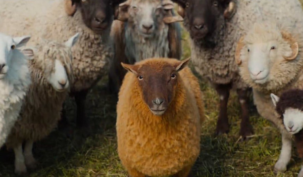 The Sheep Detectives